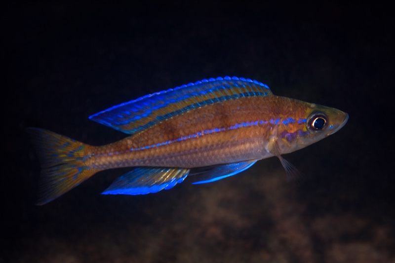 Paracyprichromis nigripinnis 'Magara'